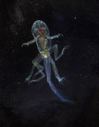 Illustration for article titled These unbelievable monsters with seven legs are actually real frogs